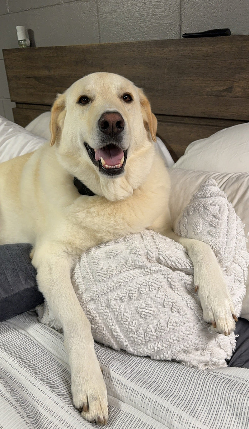 Covey — customer photo used for a custom carved wood pet portrait