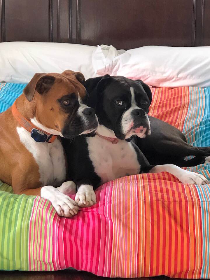 Tucker and Saydee — customer photo used for a custom carved wood pet portrait