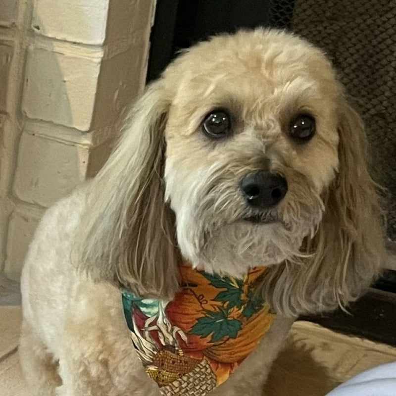 Cooper — customer photo used for a custom carved wood pet portrait