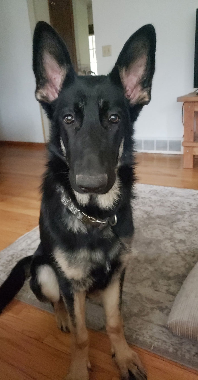 Hutson — customer photo used for a custom carved wood pet portrait